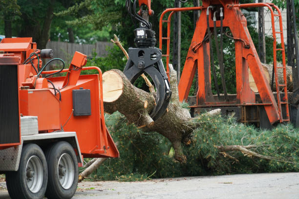 Best Affordable Tree Service  in Amherst, WI